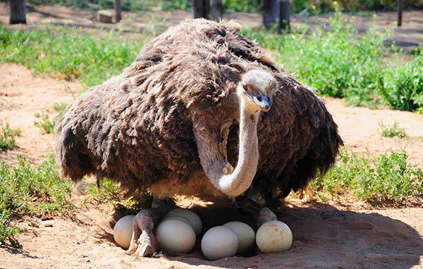 Káº¿t quáº£ hÃ¬nh áº£nh cho Cape Town Ostrich Ranch