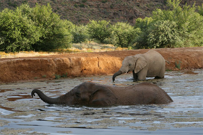 Sanbona-elephants
