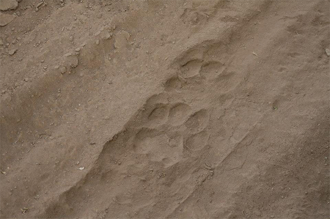 Sanbona-footprint