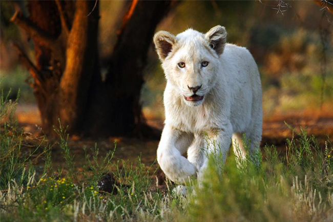 Sanbona-young-white-lion