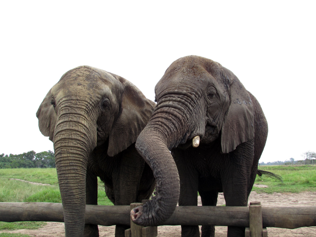 Elephant Garden Route Sanctuary