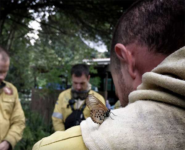 Firefighter-with-butterfly