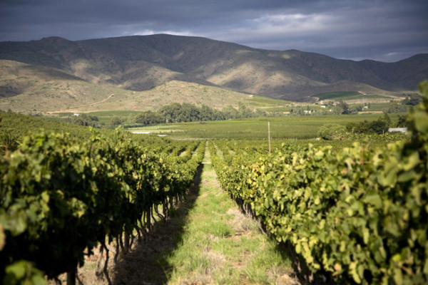 Robertson winelands
