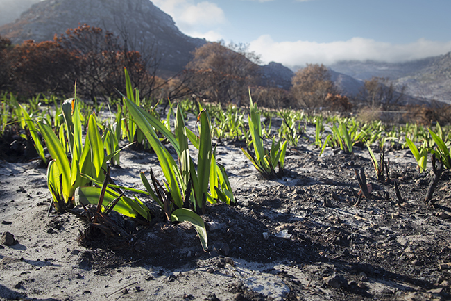 NEW LIFE AFTER THE CAPE FIRE