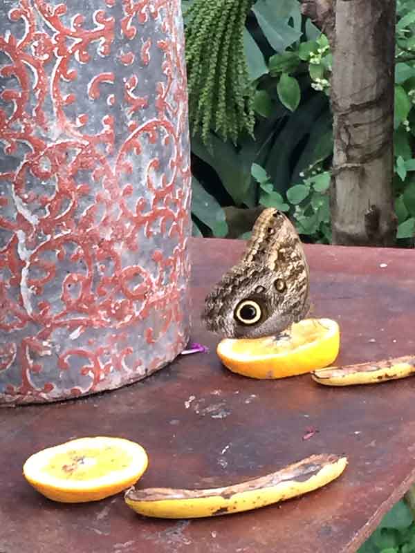Butterfly-World-eye-moth-2