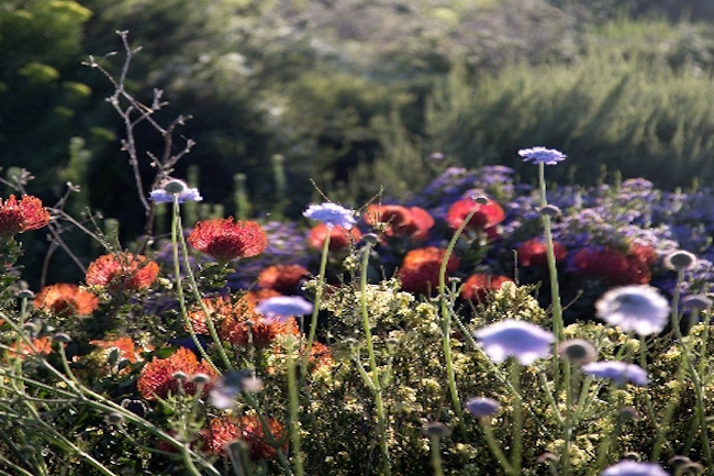 OUR FYNBOS SOIL COULD GIVE THE WORLD A NEW ANITBIOTIC