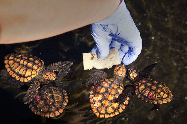 THESE BABY TURTLES AT THE TWO OCEANS AQUARIUM WILL MAKE YOUR DAY