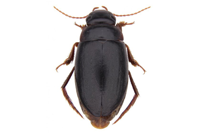 NEW TYPE OF BEETLE DISCOVERED IN CAPE TOWN IS KIND OF A BIG DEAL
