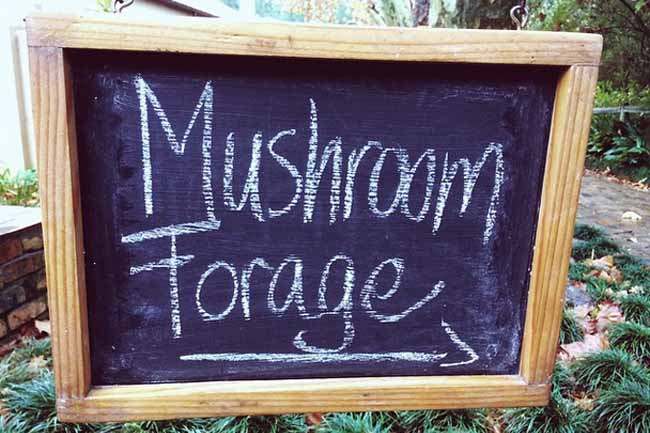 Delheim Mushroom Forage