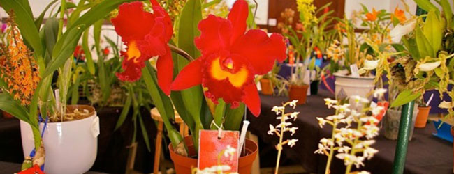 CAPE ORCHID SOCIETY AUTUMN SHOW
