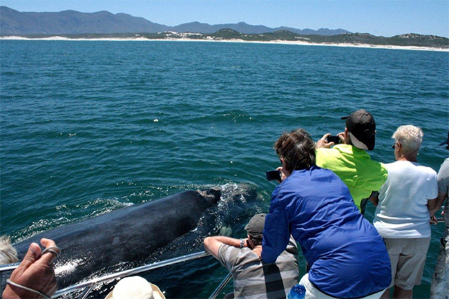 WHALE WATCHING WITH IVANHOE SEA SAFARIS