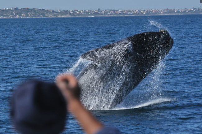 SPOTTING WHALES WITH SOUTHERN RIGHT CHARTERS