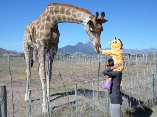 KIDS-giraffe