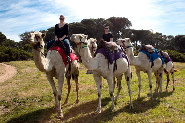 camel-riding-