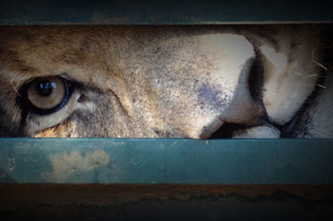 BLOOD LIONS: LIFTING THE LID ON CANNED HUNTING