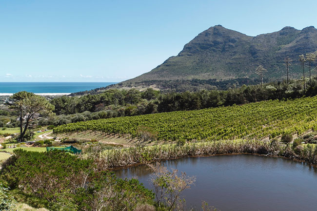 TAKE IT EASY AT CAPE POINT VINEYARDS