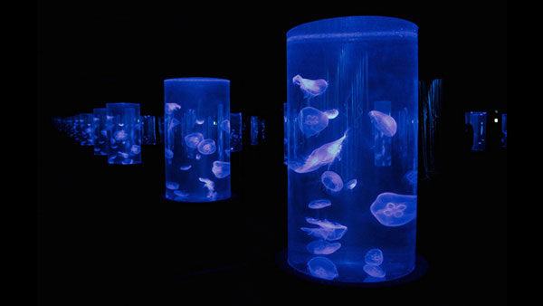 two-oceans-aquarium-jelly-2