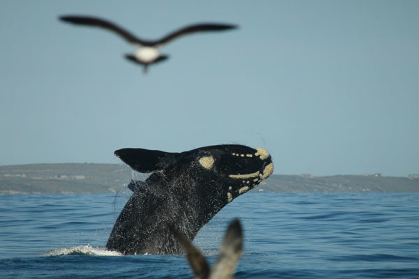 hermanus whale watching