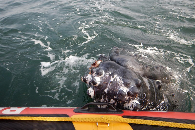 PICS: WHALE 'HUGS' BOAT AFTER BEING RESCUED