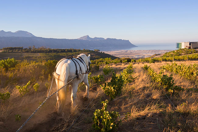 Waterkloof-Estate-with-horse-and-view-Jumbo2