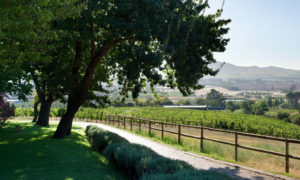 cape winelands