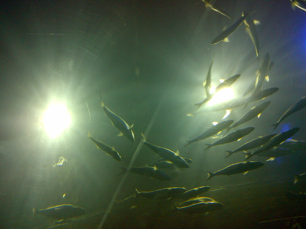 two-oceasn-aquarium-2
