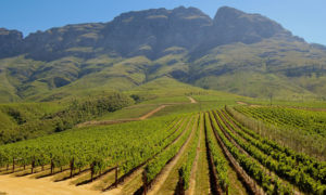 TOKARA-Stellenbosch-Vineyards