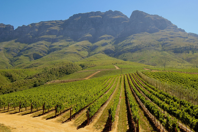 TOKARA-Stellenbosch-Vineyards