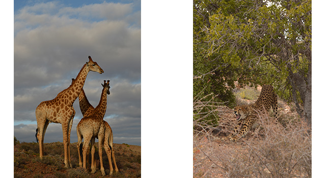 Sanbona giraffe and cheetah