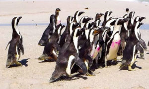 sanccob penguin festival