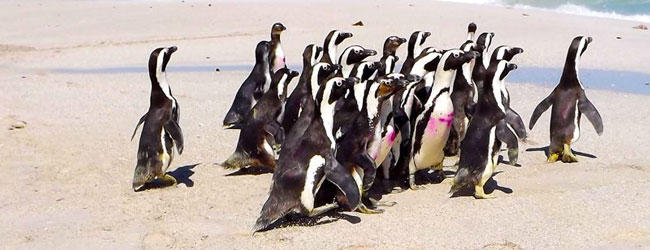 sanccob penguin festival