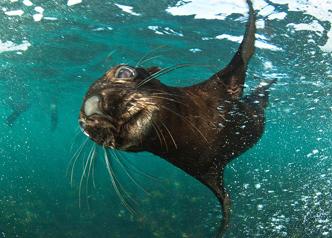 seal-snorkeling-with-Animal-ocean-facebook