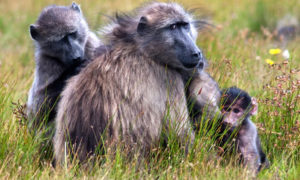 Tips For Dealing With The Baboons, Cape Town