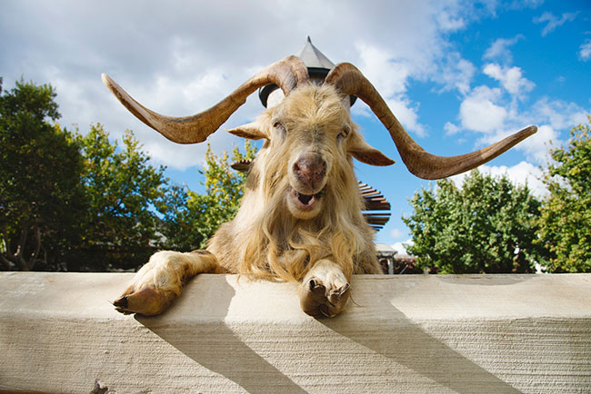 Fairview introduces SA's first skywalk and playpark for goats