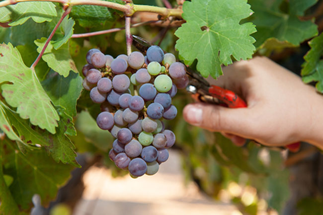8 Harvest-time celebrations to enjoy in the Winelands