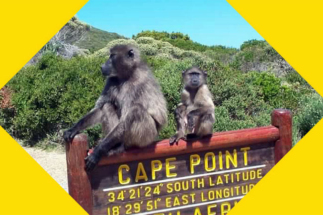 Cape Town to Cape Point or Franschhoek for R99
