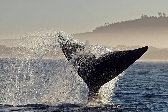 A guide to whale-watching in the Cape