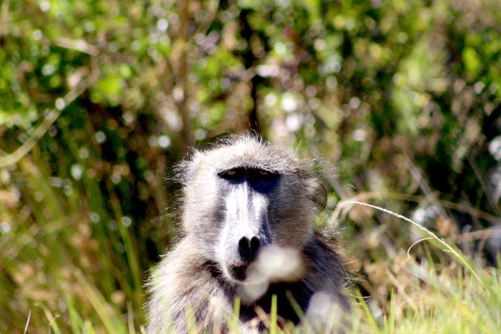 Cape Point baboon