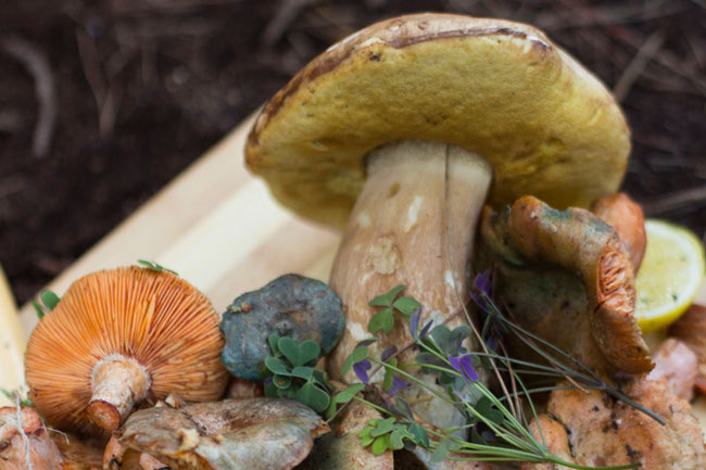 Mushroom foraging Cape Town