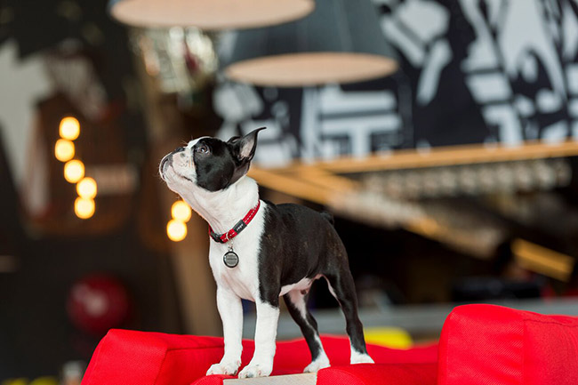 Radisson RED offers pet-friendly rooms.