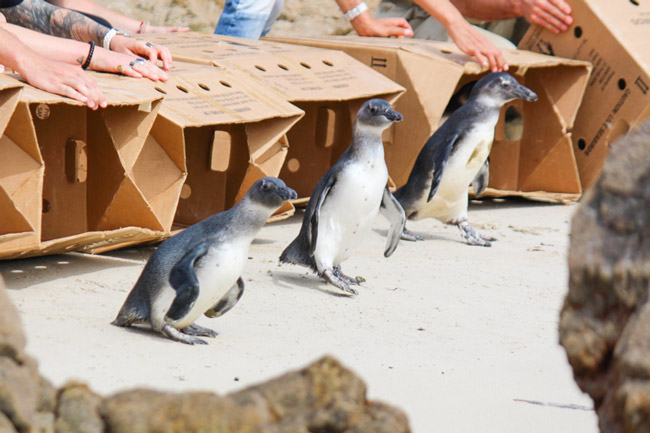 Waddle down to Betty's Bay to see the penguins off