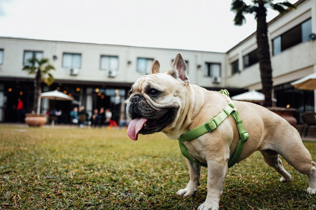 5 Pet friendly eateries in Cape Town