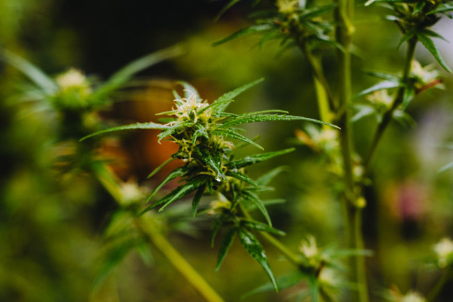 Yes we cannabis: Medicines council briefs Parliament