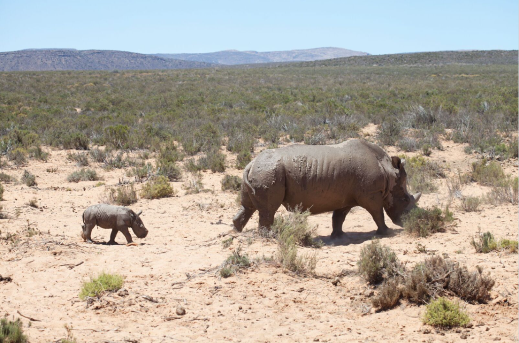 Surprise birth of white rhino at local game reserve