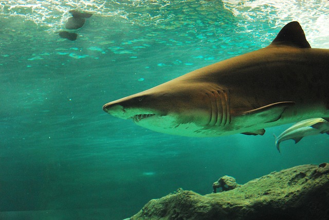 WATCH: Drones used to spot sharks in Cape Town