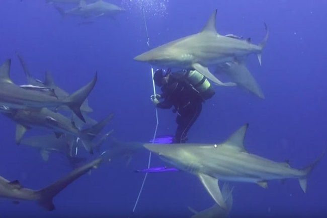 WATCH: Diving with sharks in South Africa