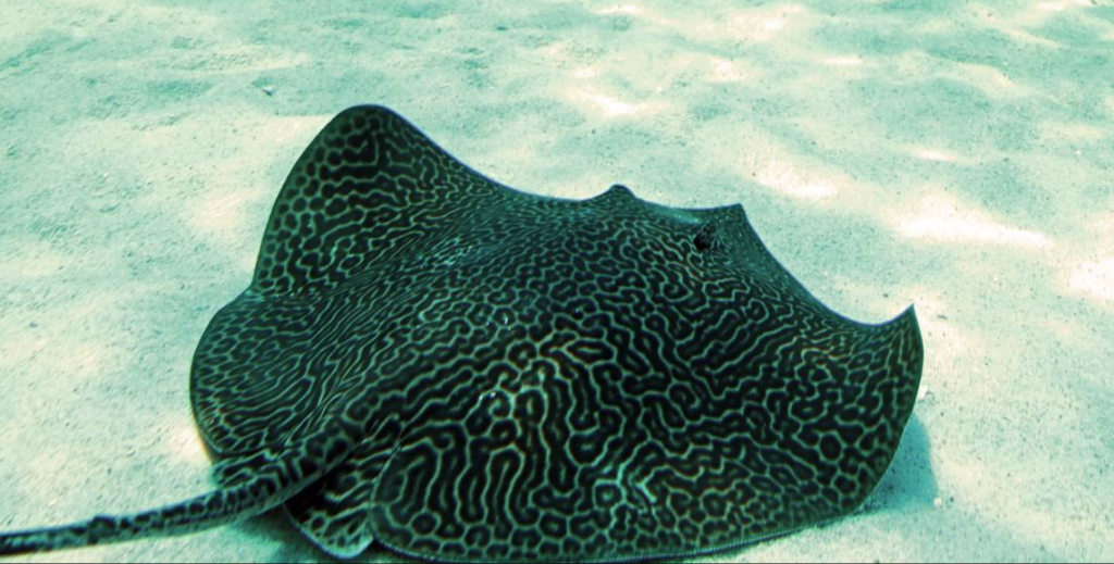 WATCH: Two Oceans welcomes new honeycomb stingray