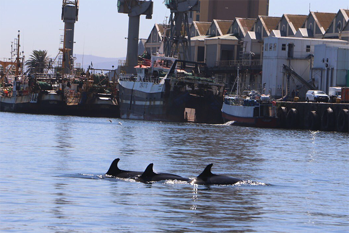 False killer whales surface at V&A Waterfront