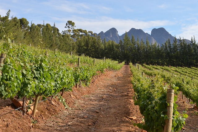 Franschoek farmers have run out of water