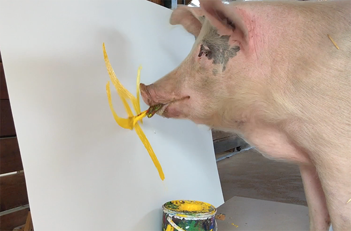Meet PIGcasso, the painting Pig